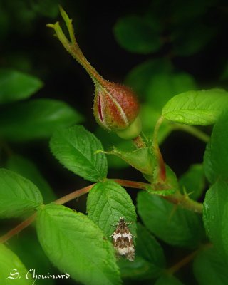 Bouton de rose en guise de parapluie - Rose bud protection