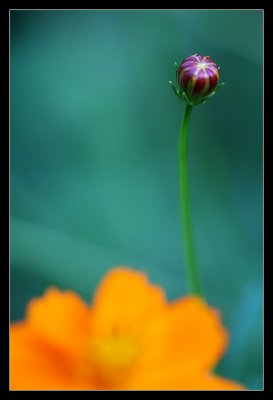 IMG_9390_web.jpg