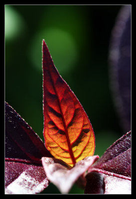 IMG_9501_web.jpg