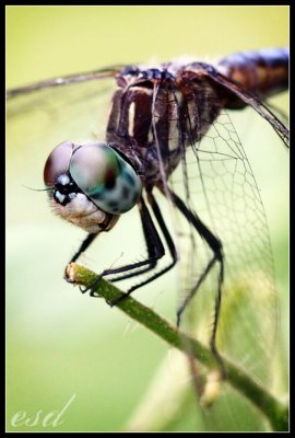 IMG_7452_web.jpg