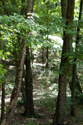IMG_0389.jpg