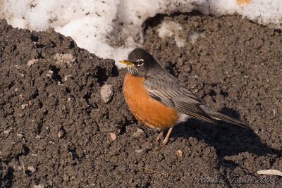 20080330 Merle damérique - Parc-nature de la Pointe-aux-Prairies pict6712.jpg
