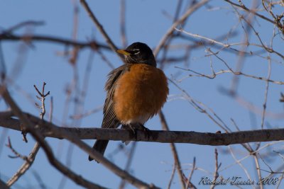20080330 Merle damérique - Parc-nature de la Pointe-aux-Prairies pict6724.jpg