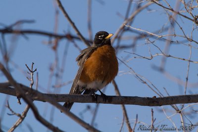 20080330 Merle damérique - Parc-nature de la Pointe-aux-Prairies pict6730.jpg