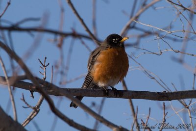 20080330 Merle damérique - Parc-nature de la Pointe-aux-Prairies pict6733.jpg