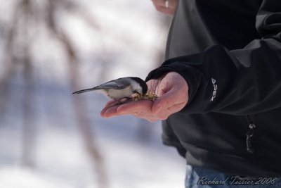 20080330 Mésange - Parc-nature de la Pointe-aux-Prairies pict6669.jpg