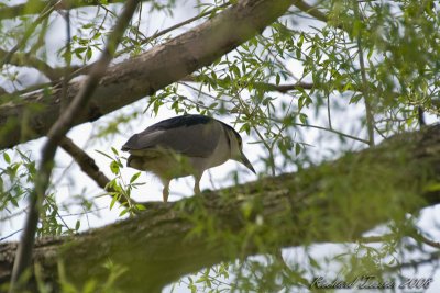 20080509 Bihoreau gris -- Parc-nature de la Pointe-aux-Prairies pict0741.jpg