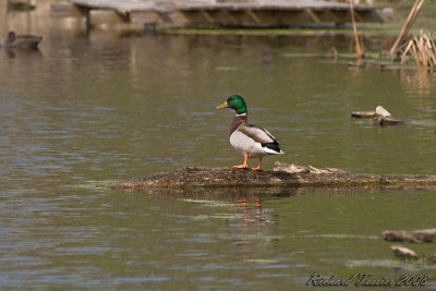 20080509 Canard colvert -- Parc-nature de la Pointe-aux-Prairies pict0752.jpg