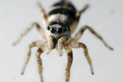 Jumping Spider