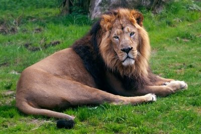 Asian Lion