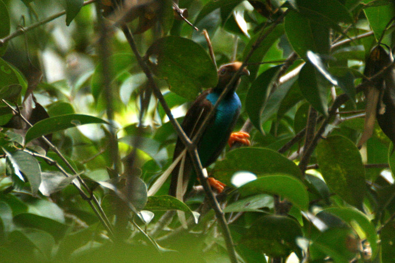 Wallaces Standardwing (Semioptera wallacii)