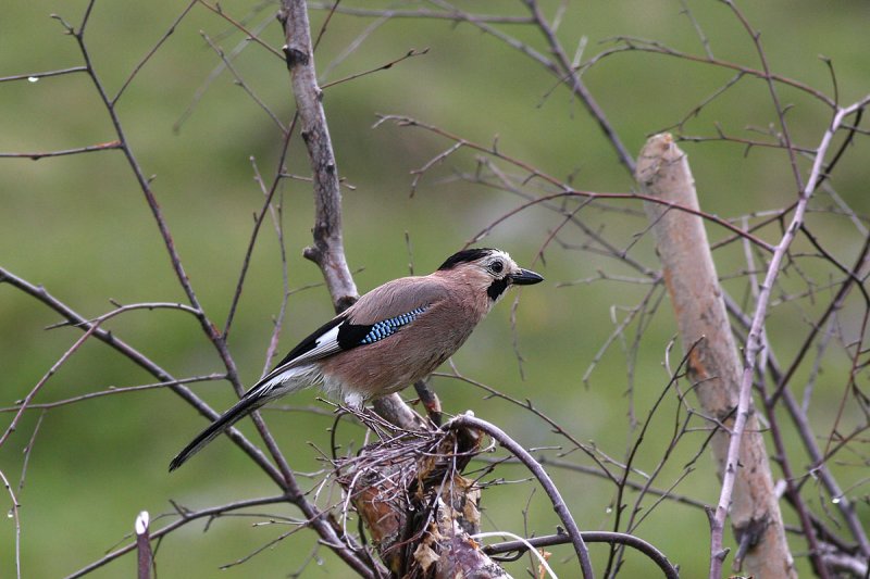 Eurasian Jay (Garrulus glandarius krynicki)