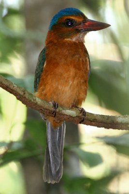 Green-backed Kingfisher (Actenoides monachus)