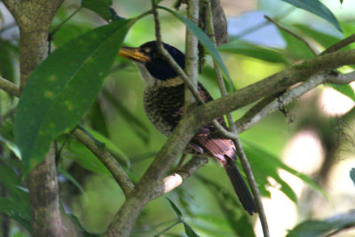 Scaly Kingfisher (Actenoides princeps)