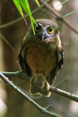 Ochre-bellied Hawk-Owl (Ninox ochracea)