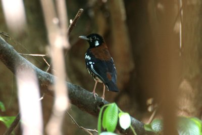 Red-backed Thrush (Geokichla erythronota)