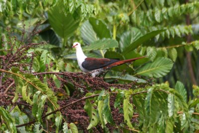 Great Cuckoo-Dove (Reinwardtoena reinwardtii)