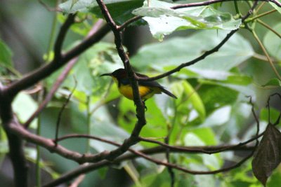 Elegant Sunbird (Aethopyga duyvenbodei)