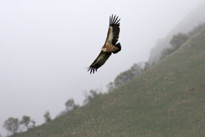 Griffon Vulture (Gyps f. fulvus)