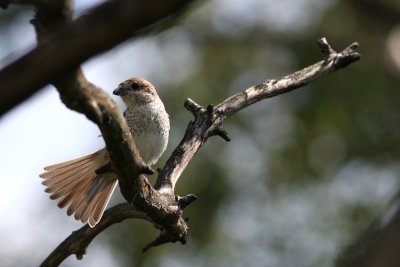 Red-backed Shrike (Lanius collurio)