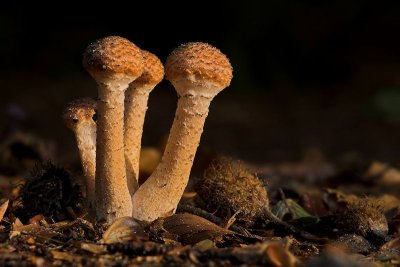 Armillaria ostoyae - Sombere Honingzwam - Dark Honey Fungus
