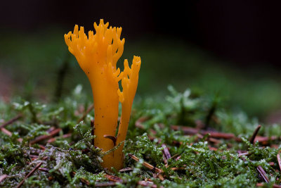 Calocera viscosa - Kleverig koraalzwammetje - Yellow Stagshorn