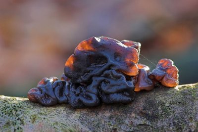 Exidia plana - Zwarte Trilzwam - Black Jelly Fungus 