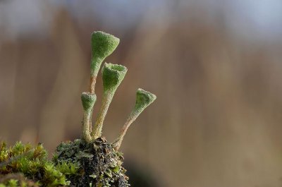 Cladonia fimbriata - Kopjes-bekermos - Trumpet Lichen