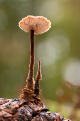 Auriscalpium vulgare - Oorlepelzwam - Earpick Fungus