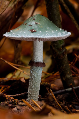 Psilocybe aeruginosa - Echte Kopergroenzwam - Verdigris Agaric