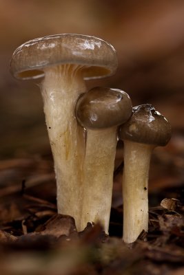 Hygrophorus hypothejus - Dennenslijmkop - Herald of Winter