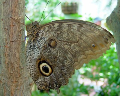 Butterfly Conservancy