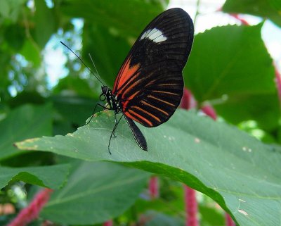 Butterfly Conservancy