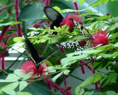 Butterfly Conservancy