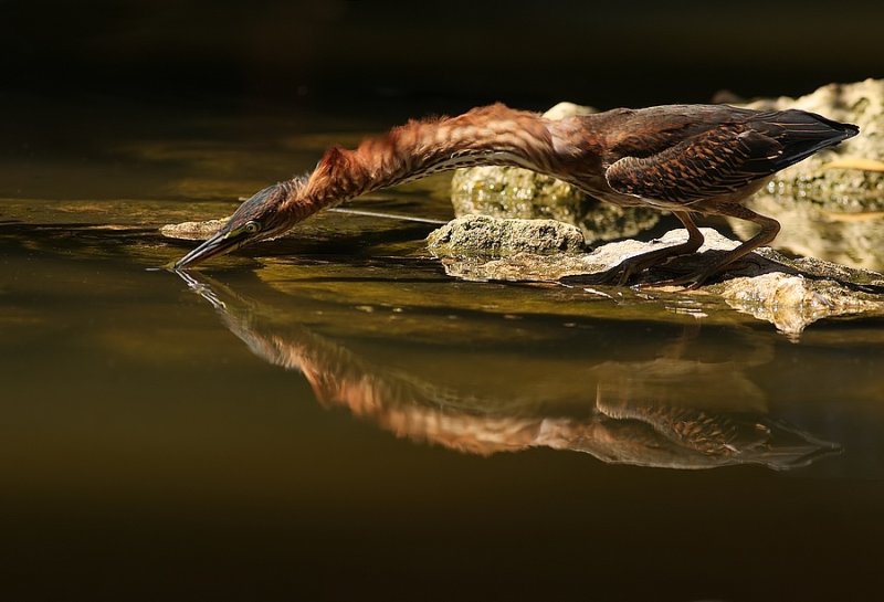 Groene Reiger - Butorides virescens - Green Heron