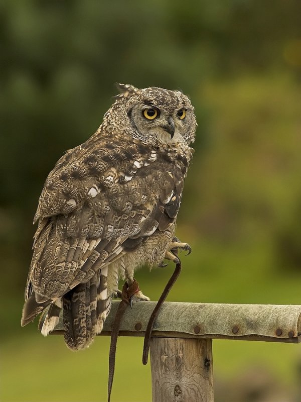 Amerikaanse Oehoe - Bubo virginianus - Great horned Owl