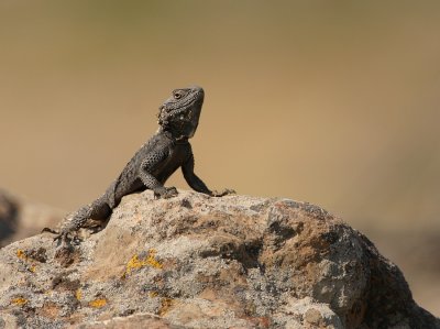 Hardoen - Agama stellio - Agame Lizard