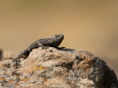 Hardoen - Agama stellio - Agame Lizard