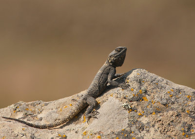 Hardoen - Agama stellio - Agame Lizard