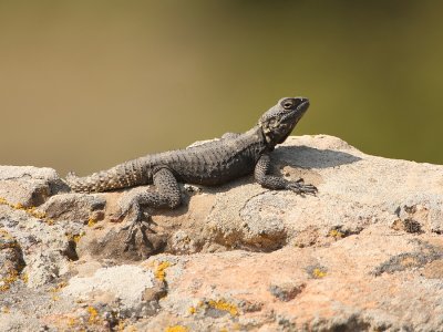 Hardoen - Agama stellio - Agame Lizard