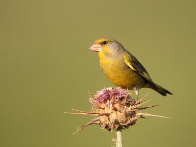 Groenling - Greenfinch