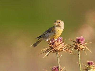 Groenling - Carduelis chloris - Greenfinch