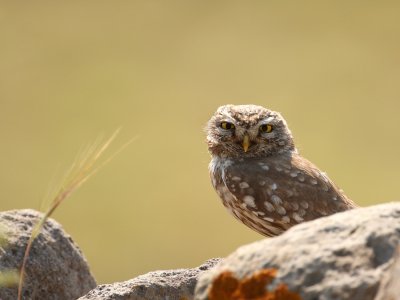 Steenuil - Athene noctua - Little Owl