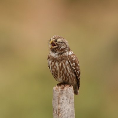 Steenuil - Athene noctua - Little Owl