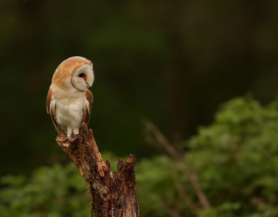Kerkuil - Tyto alba - Barn Owl