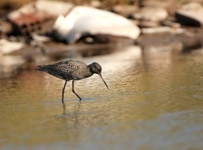 Zwarte Ruiter - Tringa erythropus - Spotted Redshank