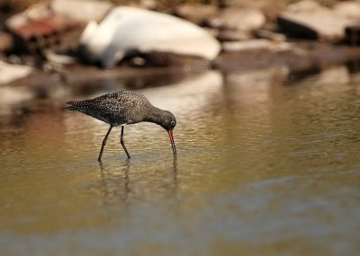 Zwarte Ruiter - Tringa erythropus - Spotted Redshank