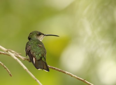 Groene Kolibri - Chlorostilbon mellisugus - Blue-tailed Emerald