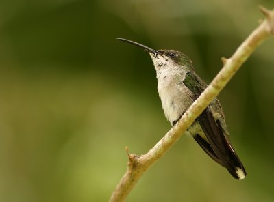 Groene Kolibri - Chlorostilbon mellisugus - Blue-tailed Emerald