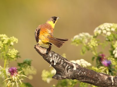 Zwartkopgors - Emberiza melanocephala - Black-headed Bunting